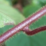 What Plants Have Red Stems