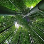 How Tall Does Bamboo Grow