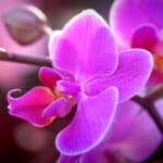 A close-up of a beautiful pink orchid flower on a sunny day.