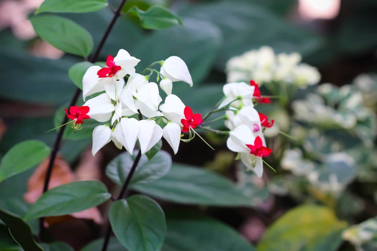 Bleeding Heart Vine with white-red flowers.
