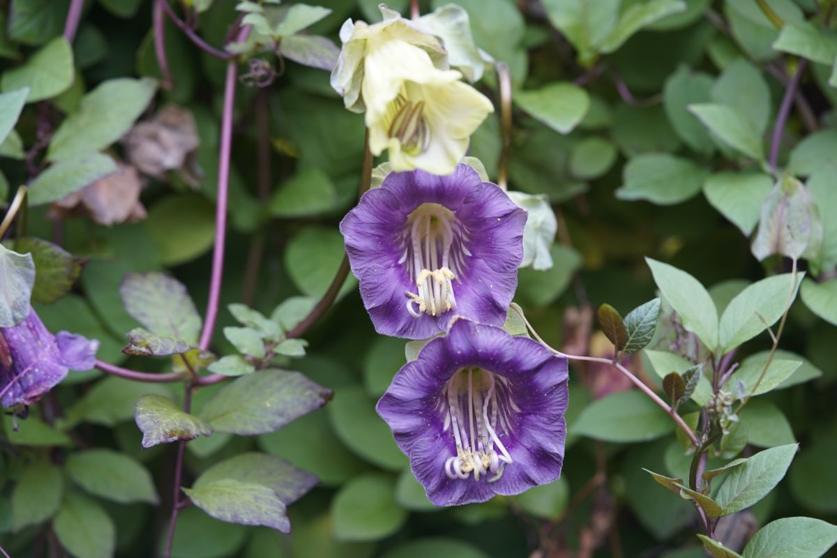 Beautiful flowers of Cup & Saucer Vine.