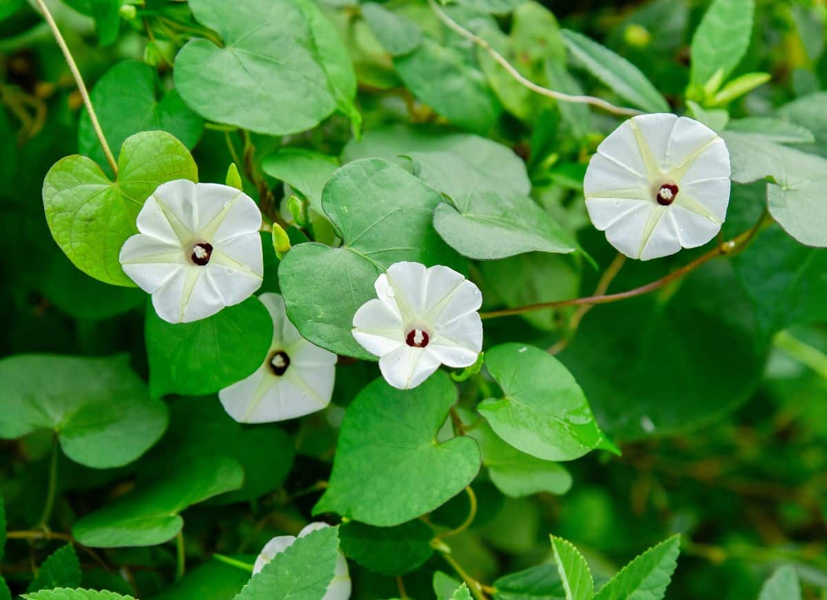 Moonflower with a bunch of white flowers.