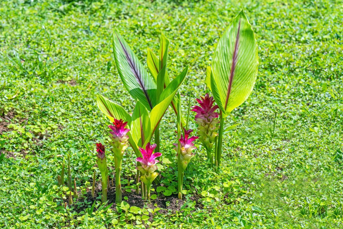 Curcuma plants with purple flowers on a sunny day.